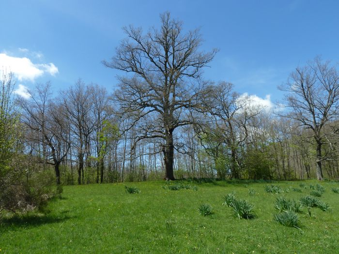 Farfalle della Val Nerina (e dintorni)
